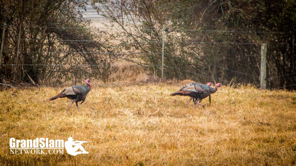 Turkey Hunting Land