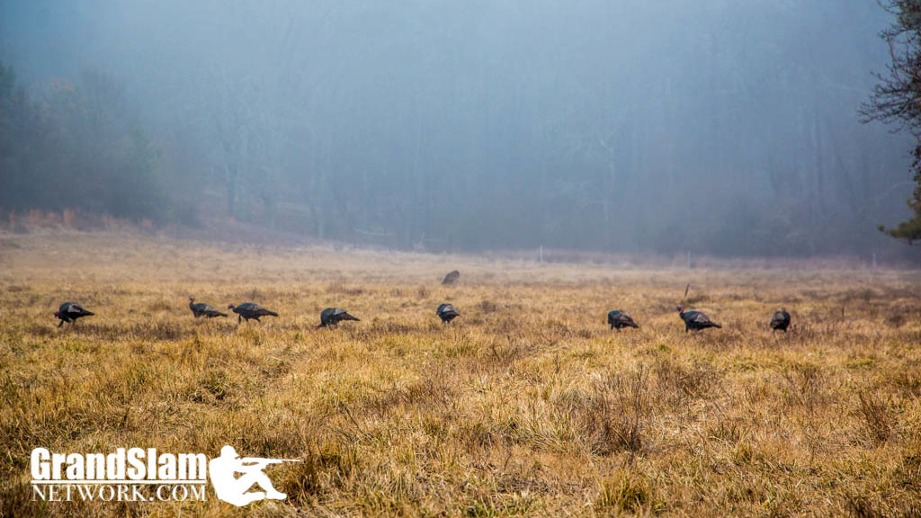 Turkey Hunting Land