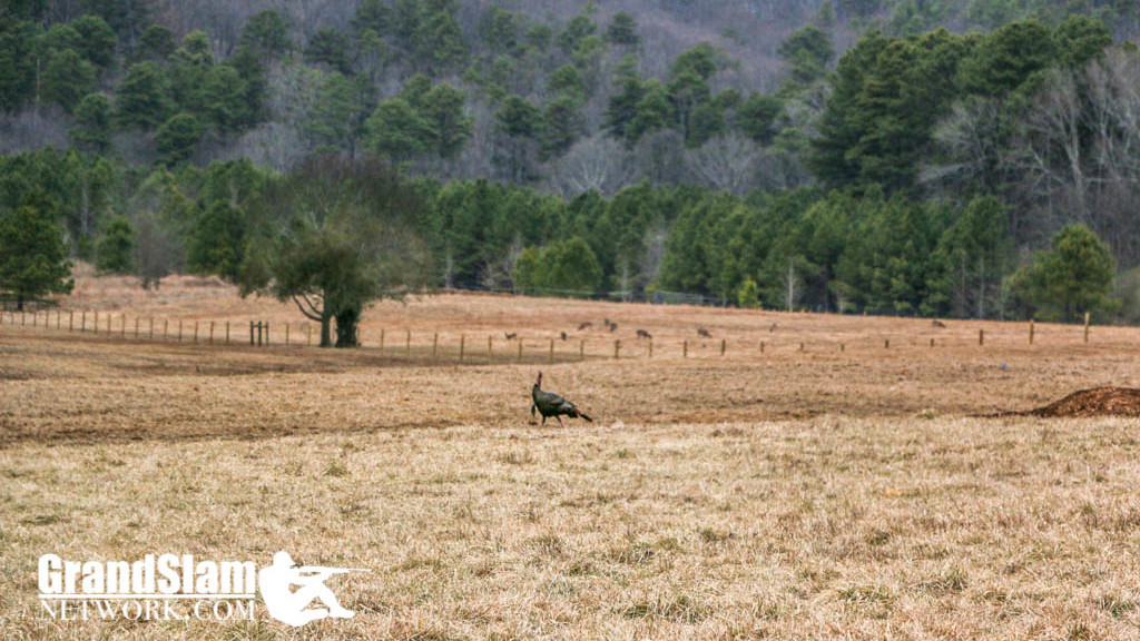 Turkey Hunting Land