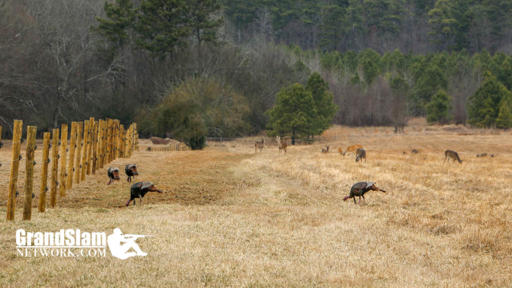 Turkey Hunting Land