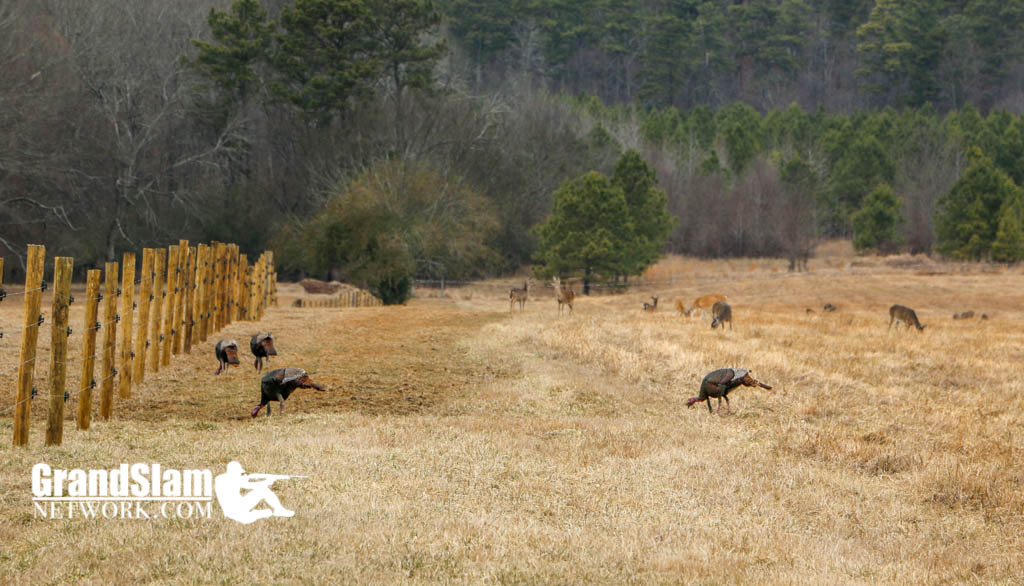 Turkey Hunting Land