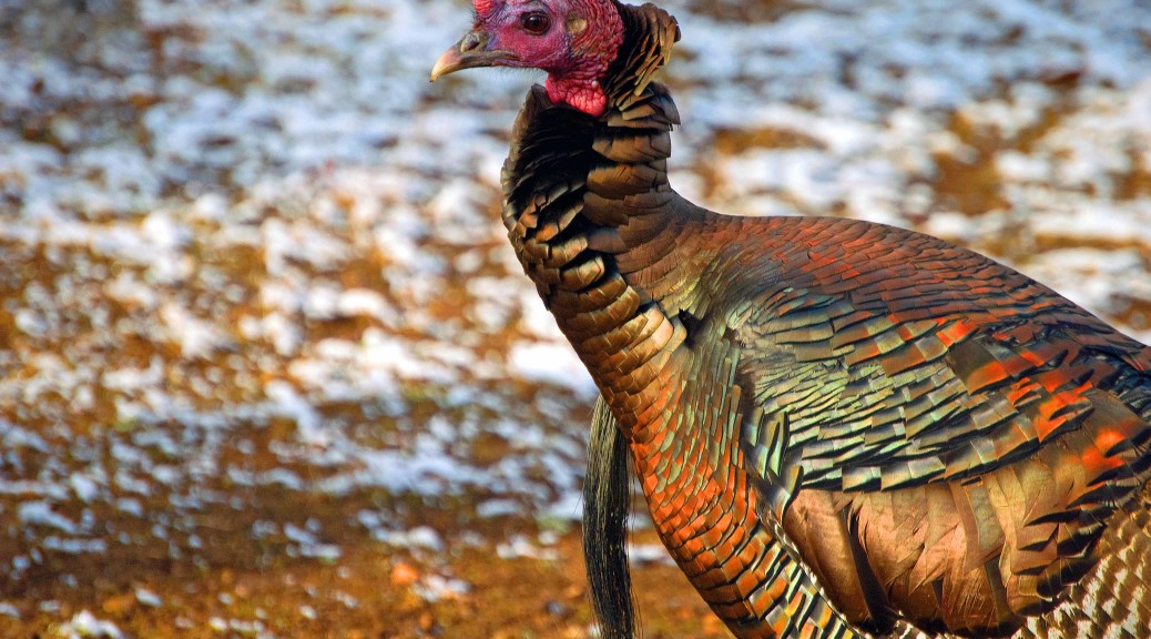 Confessions of a turkey hunter