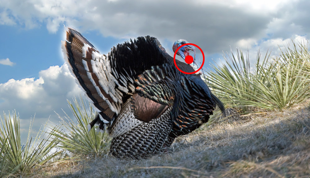 How to shoot a turkey