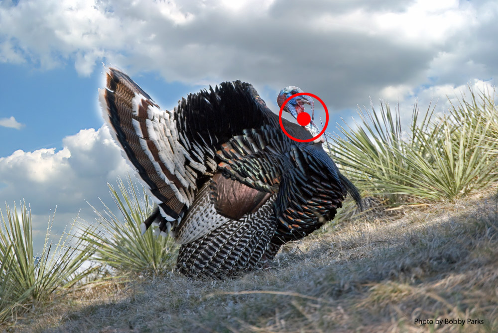 How to shoot a turkey
