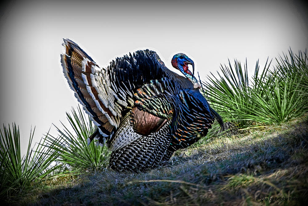 Merriams Wild Turkey