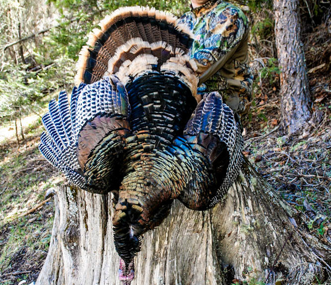 Grant Carmichael Turkey Hunting New Mexico