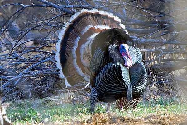 best-turkey-hunt-ever-merriams-strut