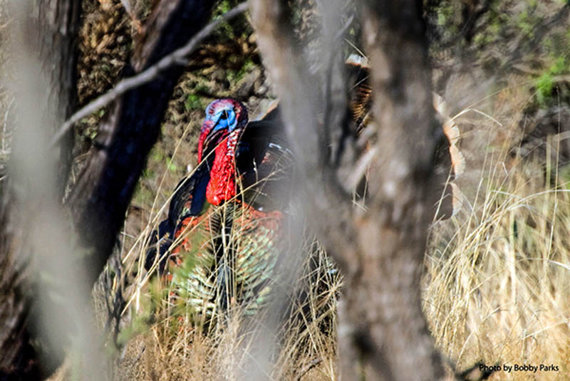 rio-grande-wild-turkey