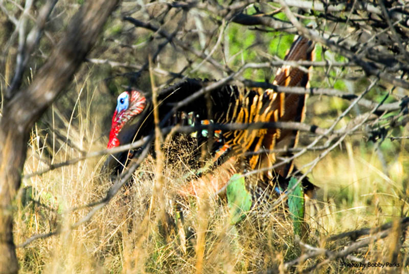 texas-turkey-hunt