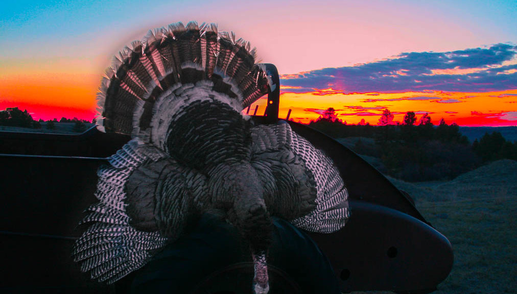 Turkey Hunting in Montana