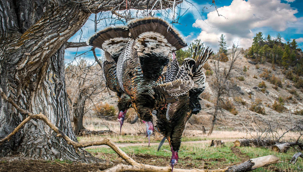 Montana Turkey Hunting GRAND SLAM NETWORK