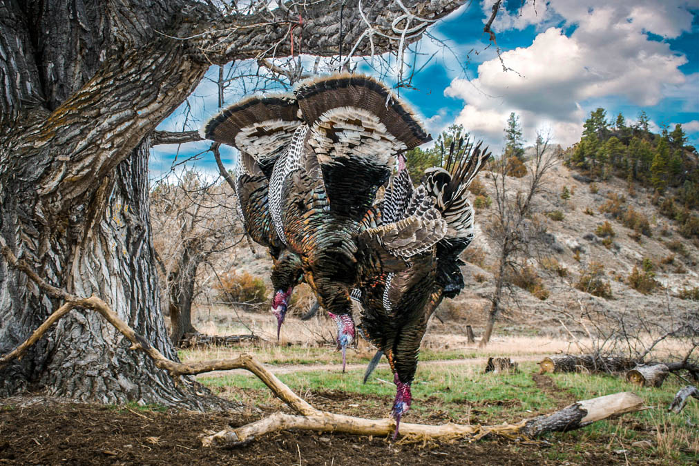 Montana Turkey Hunting