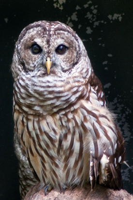 wildlife-photography-owl