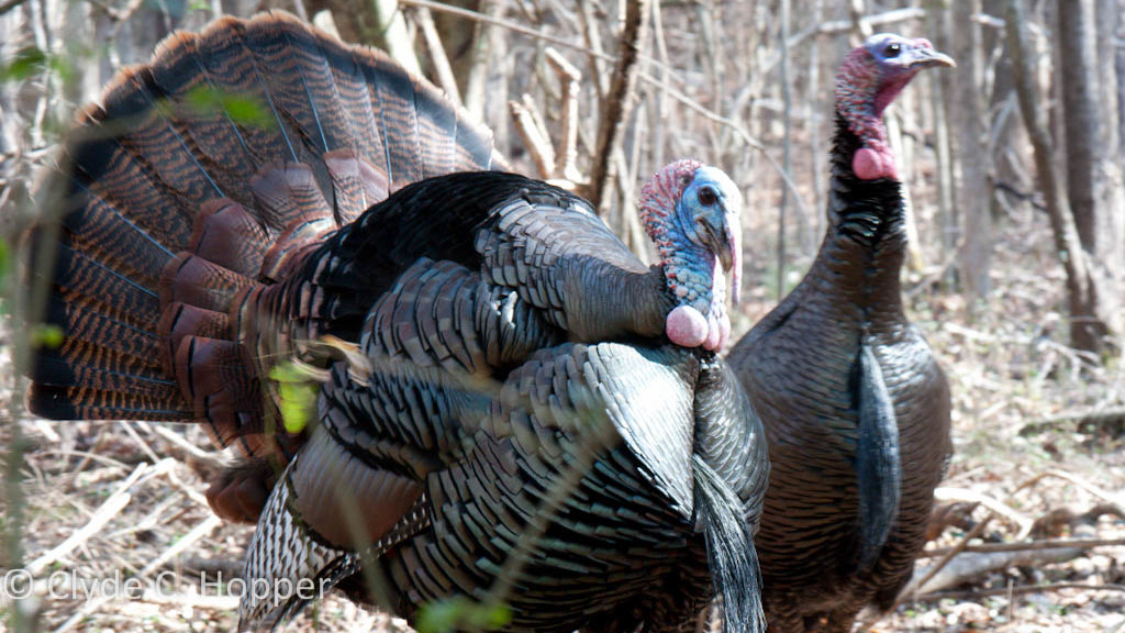 eastern-wild-turkey-hunting-1