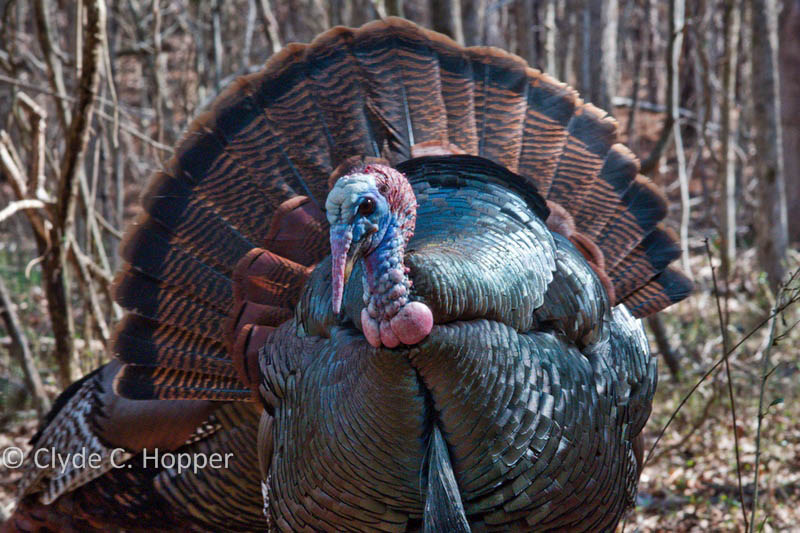 Eastern wild turkey hunting