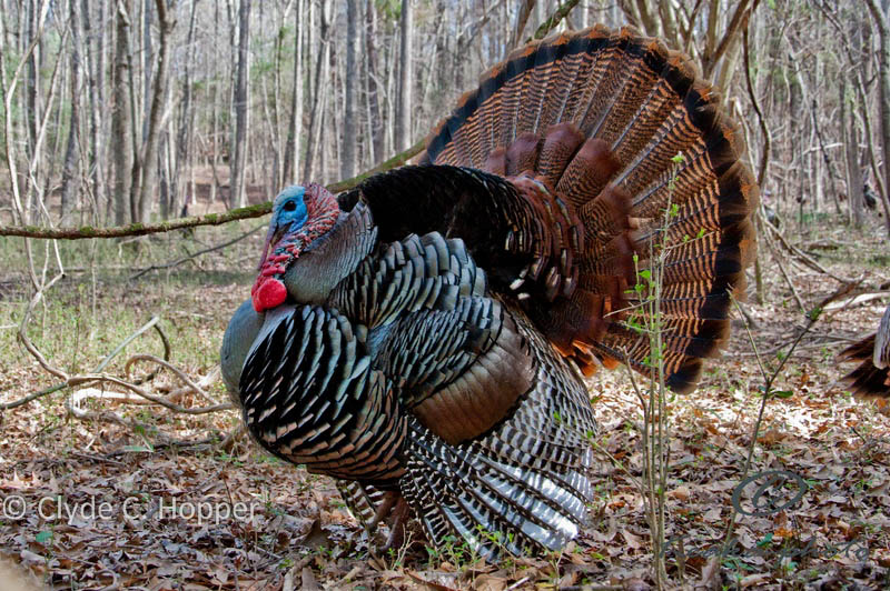 Turkey Hunting Public Land