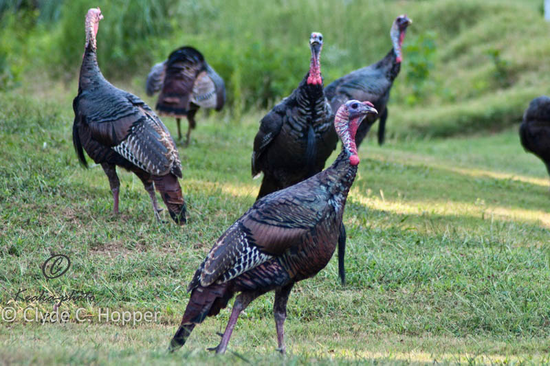 Eastern Wild Turkey Hunting