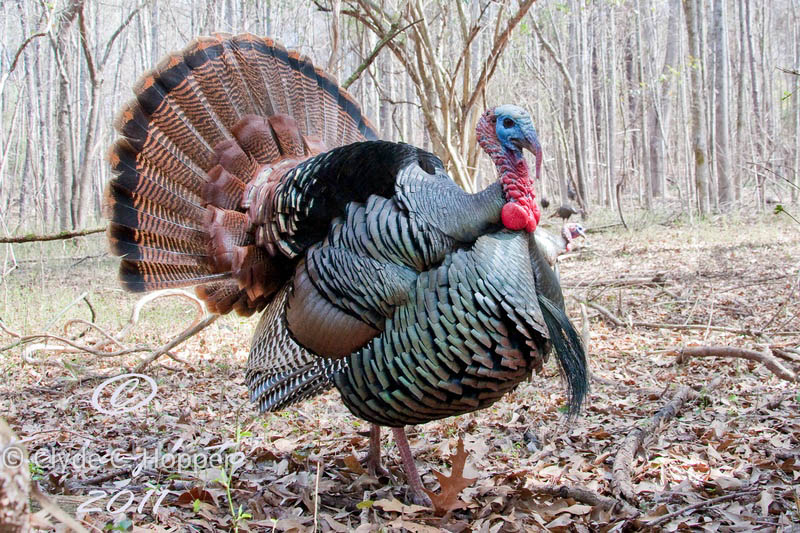 Eastern Wild Turkey