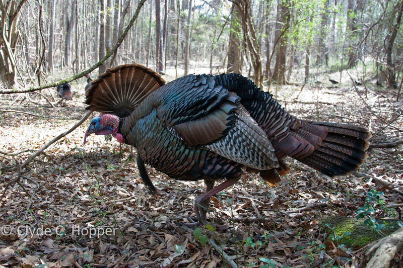 Eastern Wild Turkey Hunting