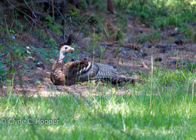 eastern-wild-turkey-hunting-20