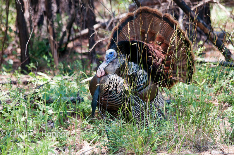 Eastern Wild Turkey Hunting