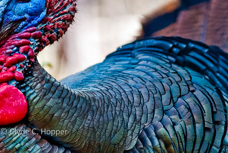 Eastern Wild Turkey