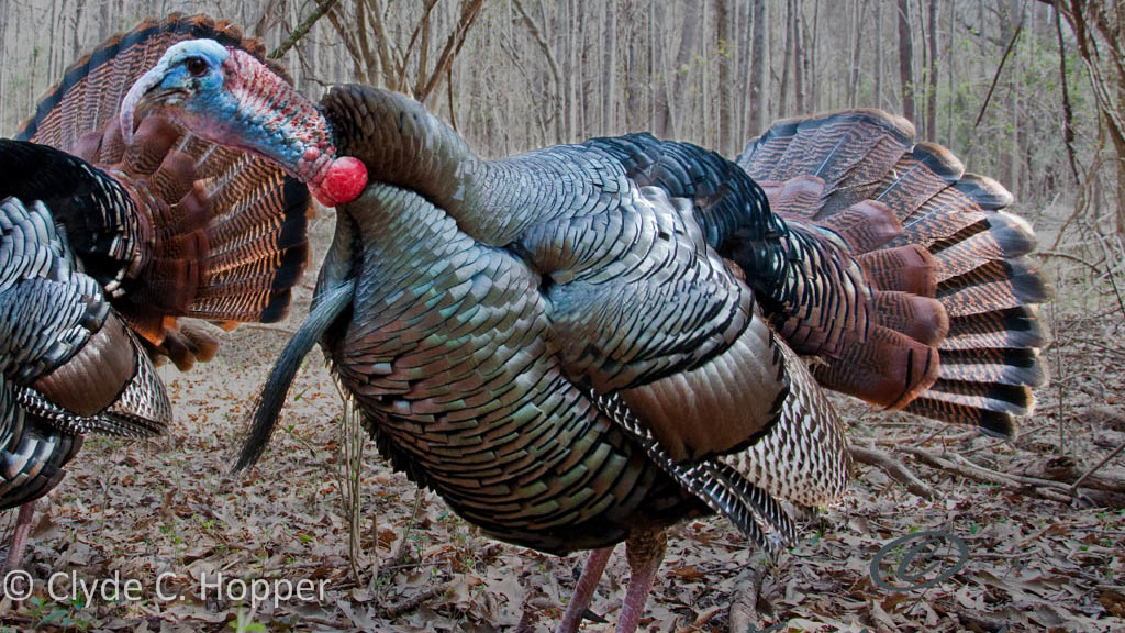 eastern-wild-turkey-hunting-4