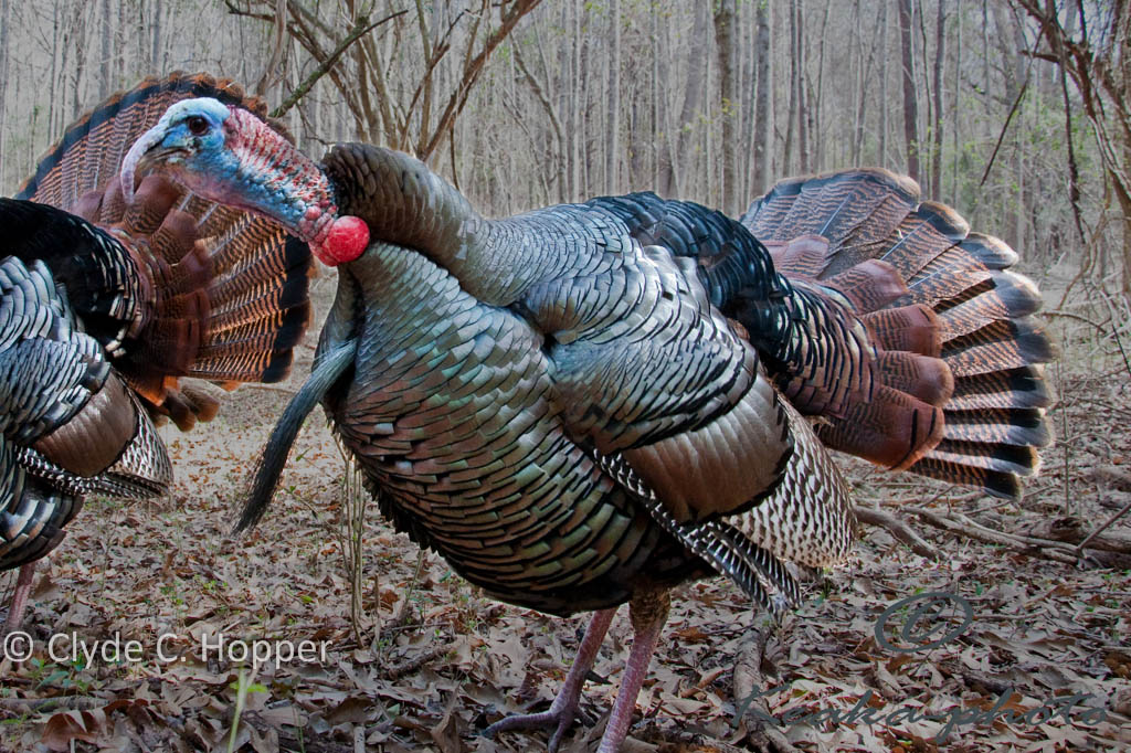 The Eastern Wild Turkey - GRAND SLAM NETWORK