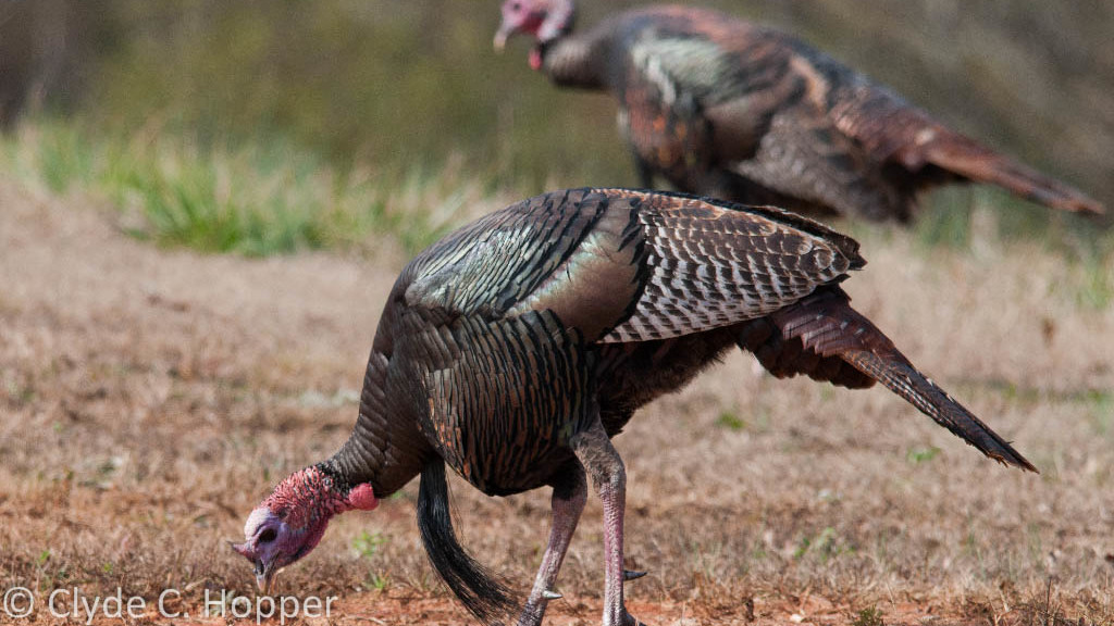 Wild Turkey Feeding