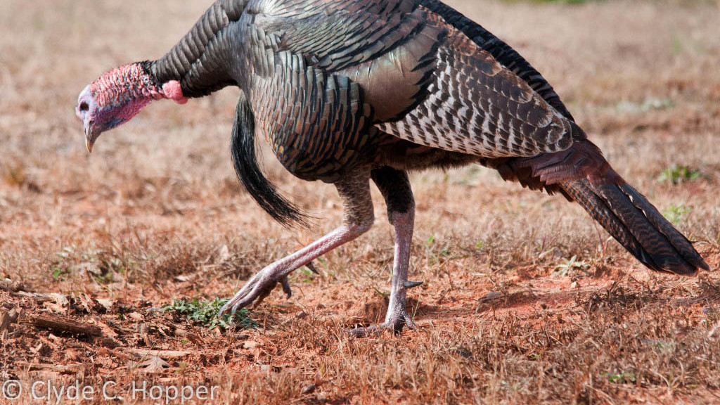 eastern-wild-turkey-hunting-7