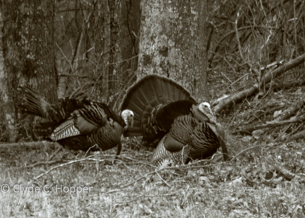 West Virginia Turkey Hunting GRAND SLAM NETWORK