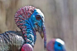 turkey on rec tec bullseye turkey on rec tec bullseye