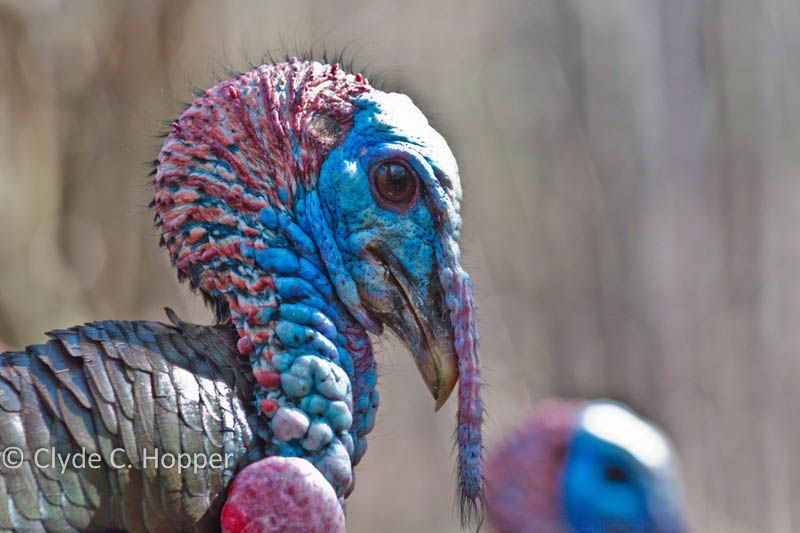 Eastern Wild Turkey