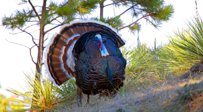 Montana Merriams Turkey Strutting