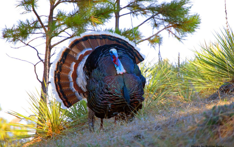 Montana Merriams Turkey Strutting