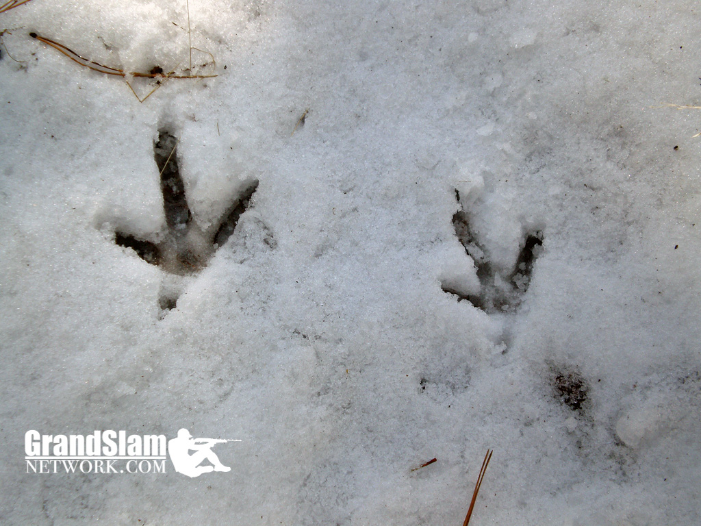 Turkey hunting in the snow