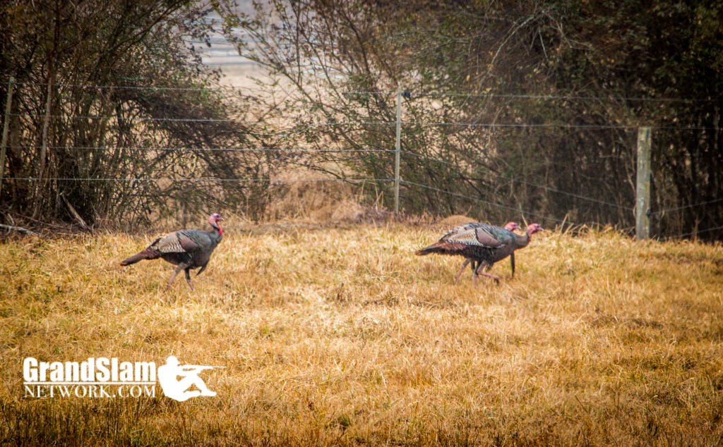 turkey-hunting-north-georgia-11