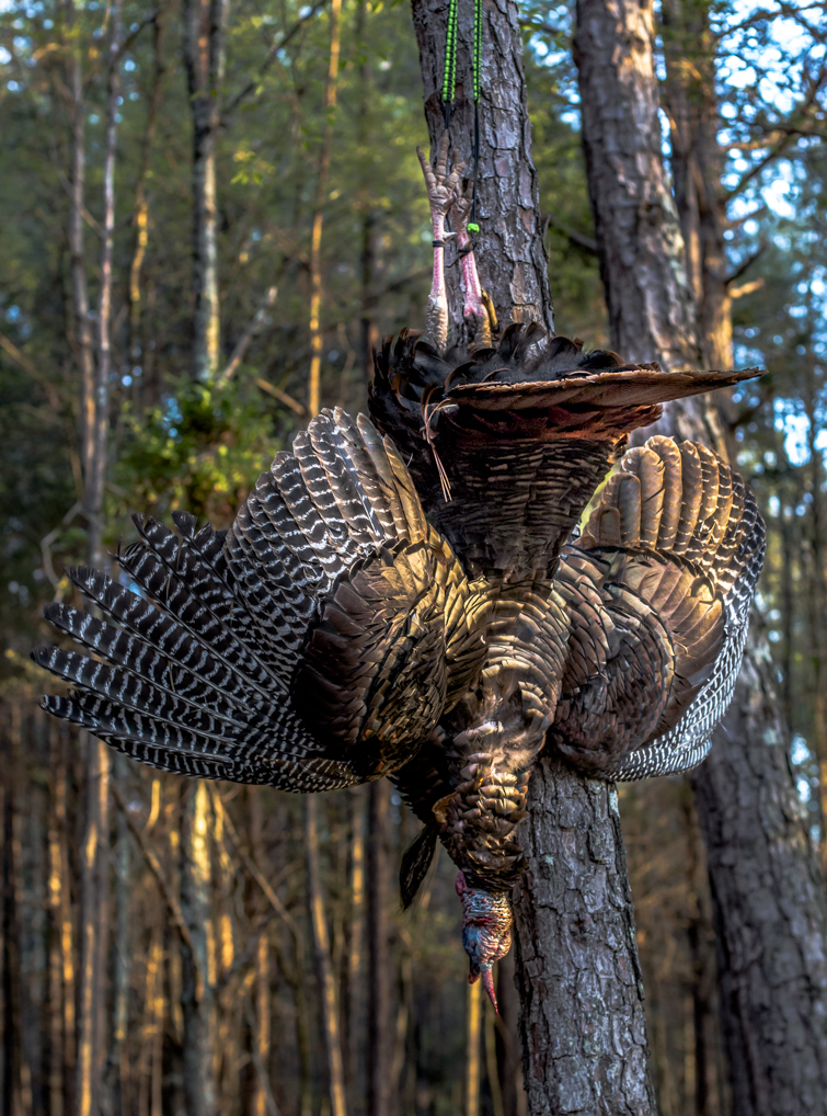 Turkey Tote in North Georgia